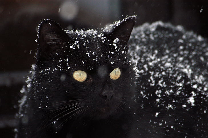 Black cat covered in snow